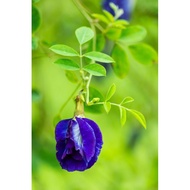 ANAK POKOK BUNGA TELANG  BIRU• ”Butterfly Pea Plant• CLITORIA-TERNA-TEA