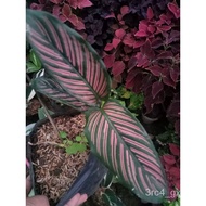 Available live plants for sale (Calathea Pink Stripe)seeds CU9G