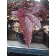 Promo Tanaman Hias Hidup Begonia Walet / Begonia Rex Walet Merah