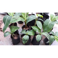 ANAK POKOK PISANG TANDUK{ HELANG} BILA MASAK ISI OREN