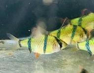 【彩蝦屋】螢光綠虎紋 磚魚 螢光磚魚 虎紋磚魚 天使魚 彩群 水族飼料 觀賞魚 水族