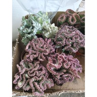 CORAL CACTUS/Euphorbia lactea cristata/RANDOM