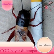 Super Fighting Cricket Necklace Jliteng Cricket/ Rat Repellent Cricket/