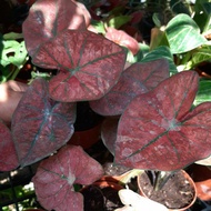 caladium red sweety. keladi merah siam. caladium thai green spider