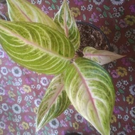 Tanaman Hias Aglaonema Golden Siam - Aglonema Legaci Hijau Moonlight