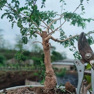 Bonsai Asem Saraf Pot Ukuran Pot 40 cm Foto Asli Real Gratis Dus Bumi Indonesia Kode 008755
