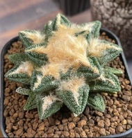 志賀辛頓牡丹   多肉植物  岩牡丹屬