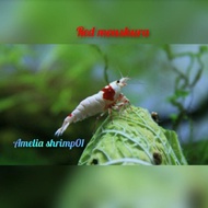 udang hias red mosura aquascape