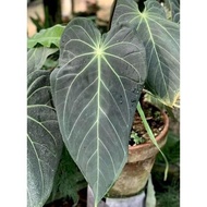 Tanaman Hias Anthurium Black Mamba medium