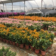 Bougainvillea potted flower delivery multicolor double bougainvillea four seasons flowering climbing vines Chaozhou red bougainvillea diligent flowers