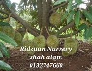 MUSANG KING ORIGINAL RAUB PAHANG [ANAK POKOK]