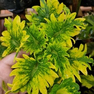 tanaman hias miana premium iler - miana coleus warna - miana cantik