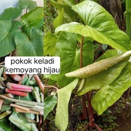 pokok keladi kemoyang hijau+freegif🎁✅