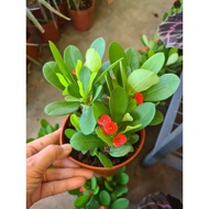 Real plant euphoria milii