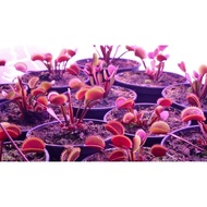 [Bunface Potato Carnivorous Plants] Dionaea 'Red Piranha' Venus Flytrap