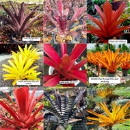 Aec Yellow / Aec Orange / Bromeliad / Aec red / Aec Merah / Aec Black Ebony / Aec malva / Aec Purple