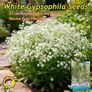 High Quality White Gypsophila Seeds (10PCS/pack) Benih Bunga Babysbreath Gypsophila Bonsai Flower Se