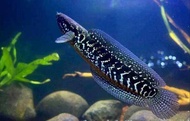 Channa Asiatica White Spot