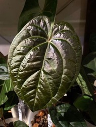 [BVEP X LUX] Anthurium antolakii ‘BVEP’ x A. luxurians BVEPx奢華花燭