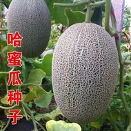 Hot-selling Instant Shipping Cantaloupe Seeds Mesh Cantaloupe Seeds Chef's Melon Thin Mesh Mesh Cant