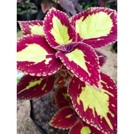 RARE MAYANA SATURN RING COLEUS RED YELLOW LIVE PLANT - WITHOUT POT