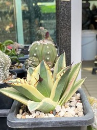 暴牙嚴龍 龍舌蘭