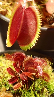 [Bunface Potato Carnivorous Plants] Dionaea Red Piranha Venus Flytrap