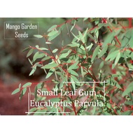 *Rare* Small Leaf Gum Eucalyptus  Seeds - 5 Seed *Eucalyptus Parvula* Red Stem, Biji Benih Eucalyptus 桉树- Mango Garden