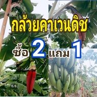 หน่อกล้วยคาเวนดิช หอมเขียว โปรโมชั่น* 2 หน่อในราคา 129 บาทแถมอีก 1หน่อรวม3หน่อ พันธุ์​แท้100% เจ้าของสวนขายเอง