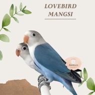 (berkualitas) burung lovebird mangsi | burung lovebird cobalt