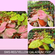 SWS-Red/Yellow caladium