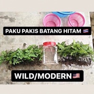 [READY STOCK]🌿PAKU PAKIS BATANG HITAM🌿 WILD BETTA/MODERN BETTA 🇲🇾🇹🇭