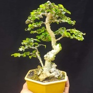 Bahan Bonsai serut mame/mini 3pck