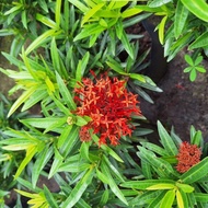 Ixora Sri Lanka pokok hiasan Outdoor plant