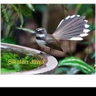 burung sikatan /kipasan jawa