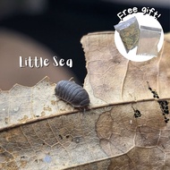 (Beginner Friendly, Fast Shipping) Cubaris Cubaris murina  "Little sea" Isopod Terrarium