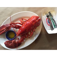 FRESH FROZEN Boston Lobster 900g+-冷凍龙虾-