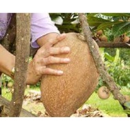 Mamey sapote / Ciku Gergasi *Buah Besar Manis*Pokok Besar