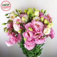 Bunga Eustoma (600g per bundle ) | Fresh Cut Flowers | Bunga Hidup Segar | Floristika
