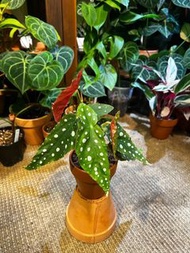 Begonia maculata 波點秋海棠盆栽 家居植物 Indoor plant