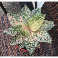 aglaonema golden hope