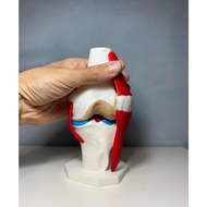 Educational Anatomy Knee Joint CT scan 3d Printed model