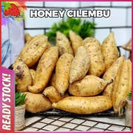 [LIMITED STOCK ] UBI MADU CILEMBU / HONEY CILEMBU / CAMERON HIGHLANDS [RANDOM SIZE] FRESH