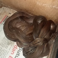 baby retic gc golden child