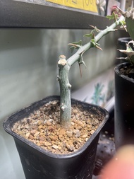 貝利球腺蔓扦插