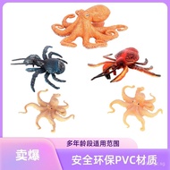 Science education cognitive physical toy desktop static ornament decoration realistic octopus model 