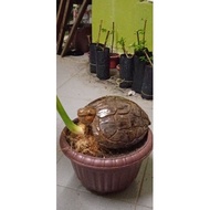 Bonsai  pokok kelapa bentuk kura- kura