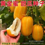 Golden Melon Seed Golden Melon Seed Golden Melon Seed Melon Potted Earth-Matured Anti-Disease Melon 