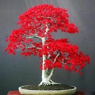 20 Pcs Rare Japanese Red Maple Tree Seeds Fire Red Maple Seed  Bonsai Tree Seeds