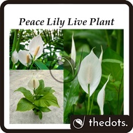 Real Live Plant Peace Lily Spathiphyllum Floribundum Pokok Hidup 白掌 白鹤芋 一帆风顺